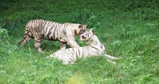 दिल्लीत पांढरी वाघीण सीताच्या दोन बछड्यांचा पहिला वाढदिवस थाटात साजरा