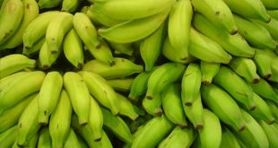 प्रथमच शेतकऱ्यांना केळी पिकावरील सीएमव्ही रोगासाठी नुकसानभरपाई