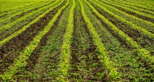 ओल्या दुष्काळामुळे आणि वन्य प्राण्यांमुळे नष्ट झालेल्या पिकांसाठी विमा संरक्षण देखील उपलब्ध